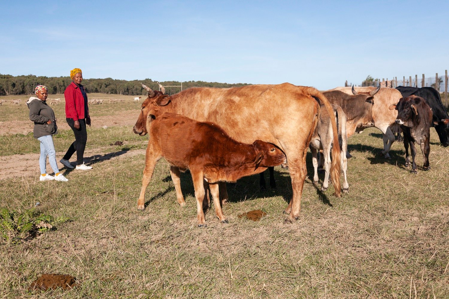 Zukiswa cows