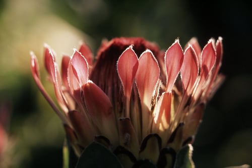Protea preview_Landing page _Original_WW185990 copy