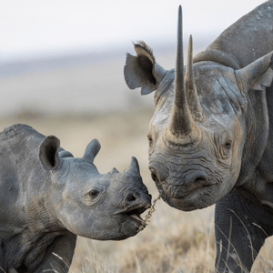 Rhino populations