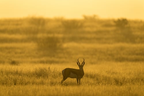 Springbok preview_Landing page WW1251933 copy