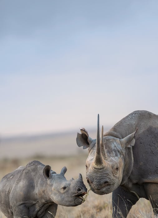 Wildlife–Primary-image