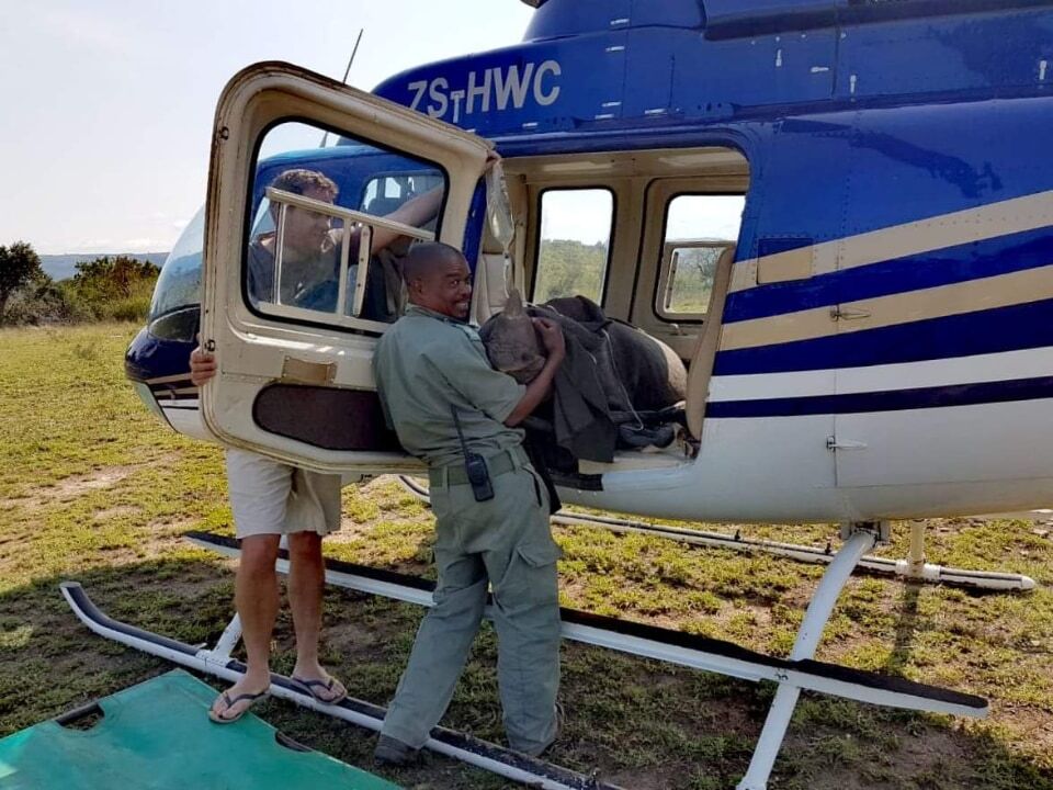 Mbuzane arriving at the bomas as a calf