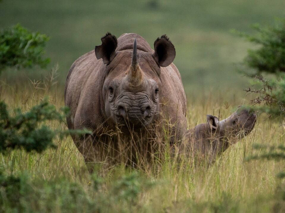 Sixto (6toe) with her calf 7toe