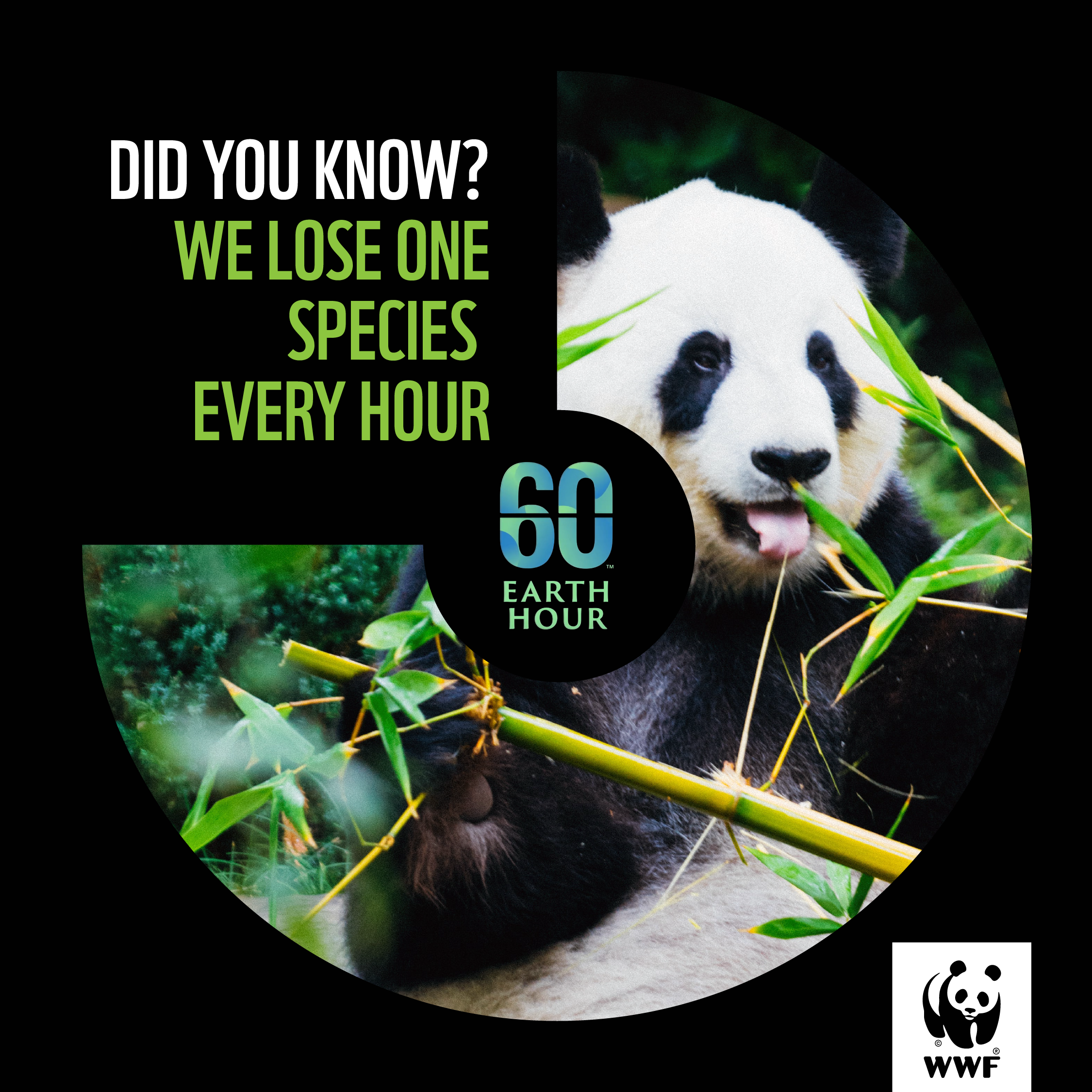 WWF - Earth Hour - Social Media Posts_1080x1080_v01-12